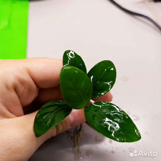 Анубиас, аквариумное растение, водоросли