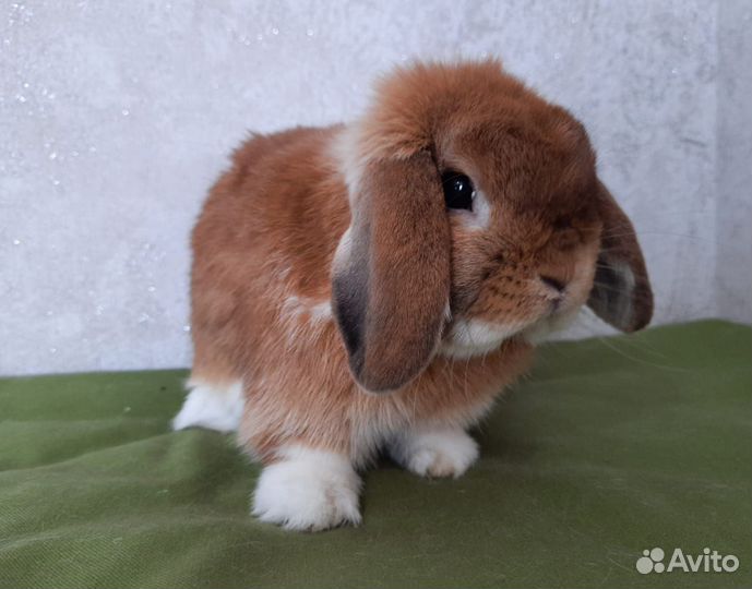 Кролик Miniature Lop F2