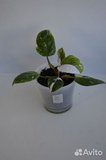 Филодендрон Белая принцесса