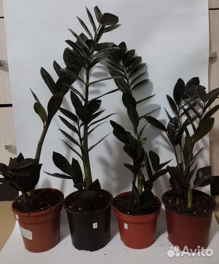 Замиокулькас равен и зензи, лист замиокулькаса