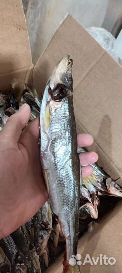 Корюшка вяленая