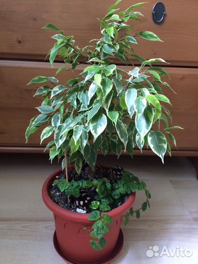 Фикус бенджамина