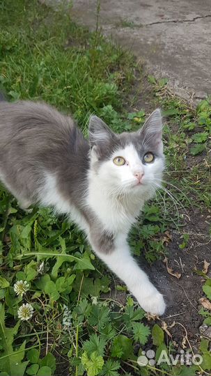 Котёнок в подарок