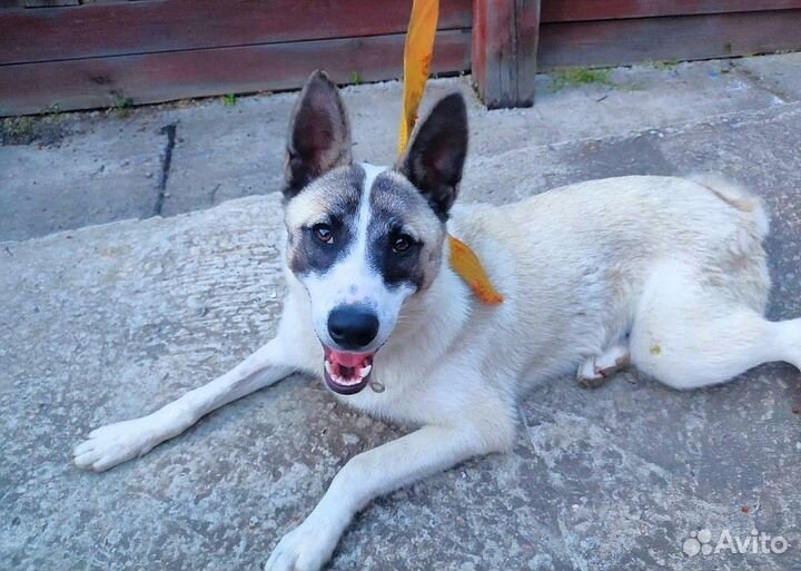 Собака в добрые руки