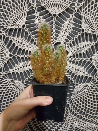 Кактус маммилярия неколючий