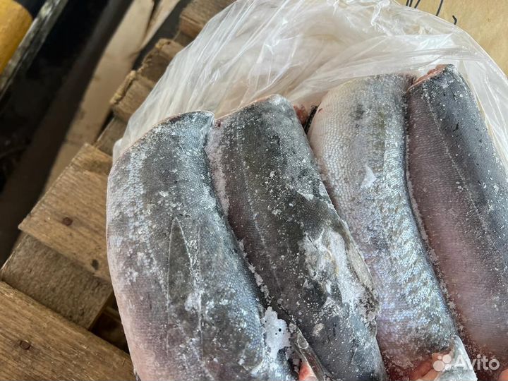 Рыба свежемороженая тихоокеанская 2023 Оптом