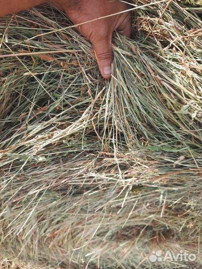 Сено и доставка луговое разнотравие
