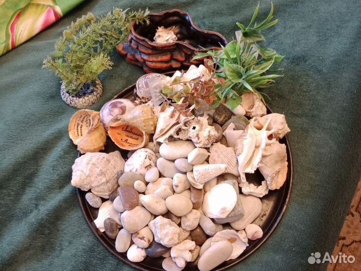 Ракушки для аквариума