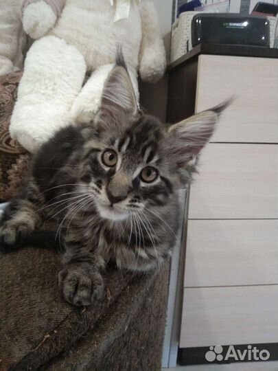 Мейн-кун котята