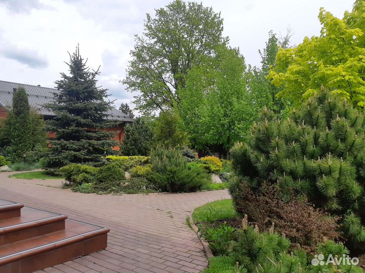 Рассада многолетних цветов,саженцы