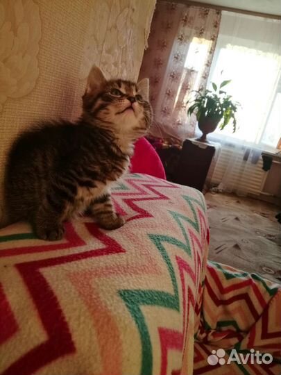 Котята мейн-кун