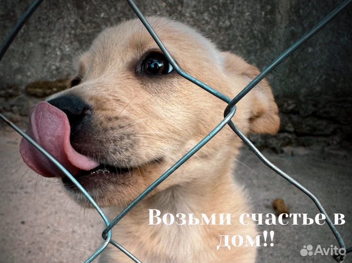 Собаки бесплатно