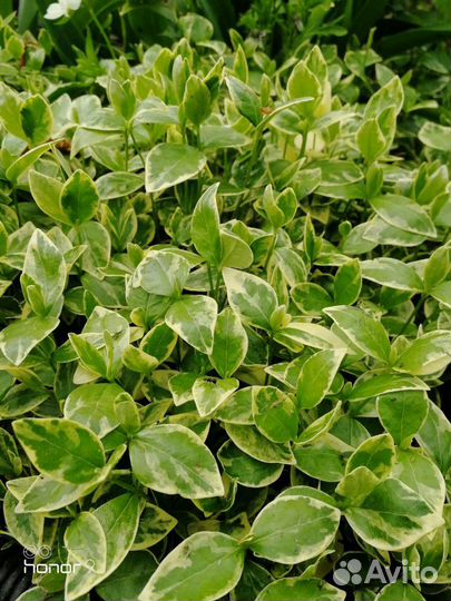 Цветы для Вашего сада