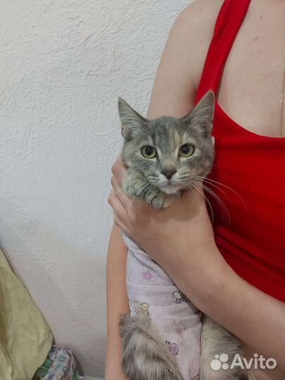 Кошки в добрые руки