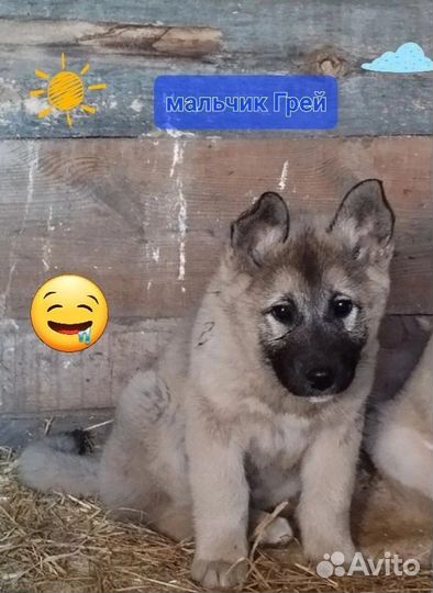 Родился и никому не нужен, щенок