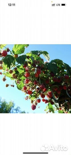 Малина крупноплодная, жел. малина