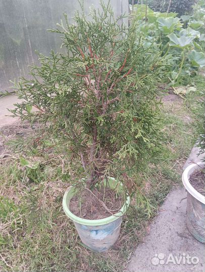 Туя смарагд в горшке 1 шт