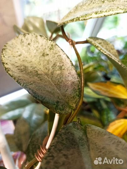 Хойи на срез