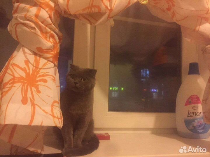 Кисуля ищет дом