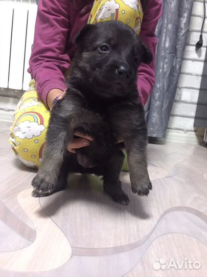 Отдам щенков вео