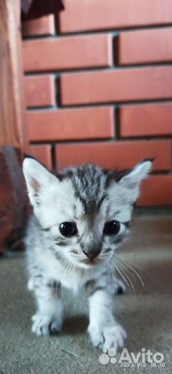 Кошка в дар бесплатно
