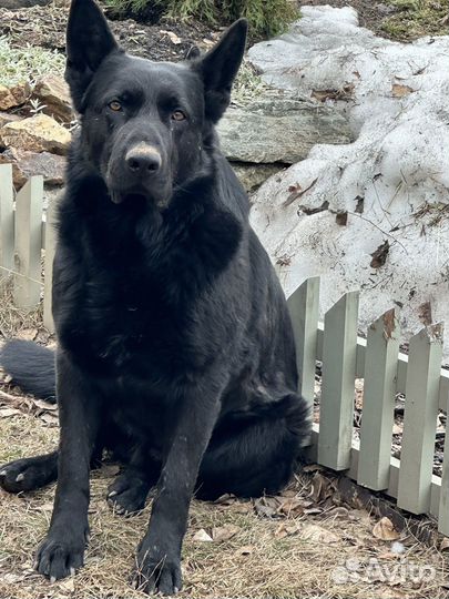 Щенки немецкой овчарки черные и зонарные