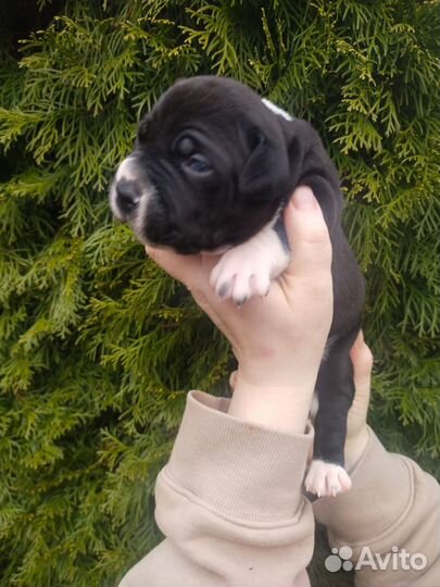 Щенки Питбуль-Прайтер