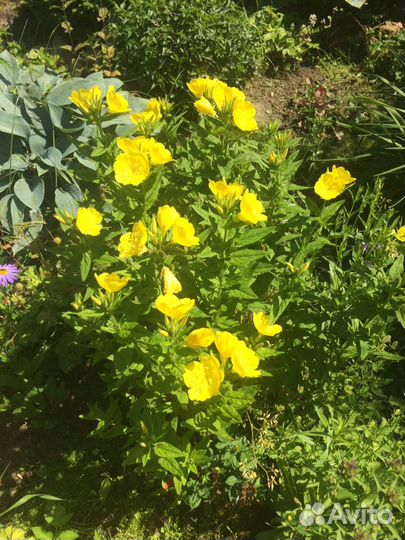 Садовые многолетние цветы