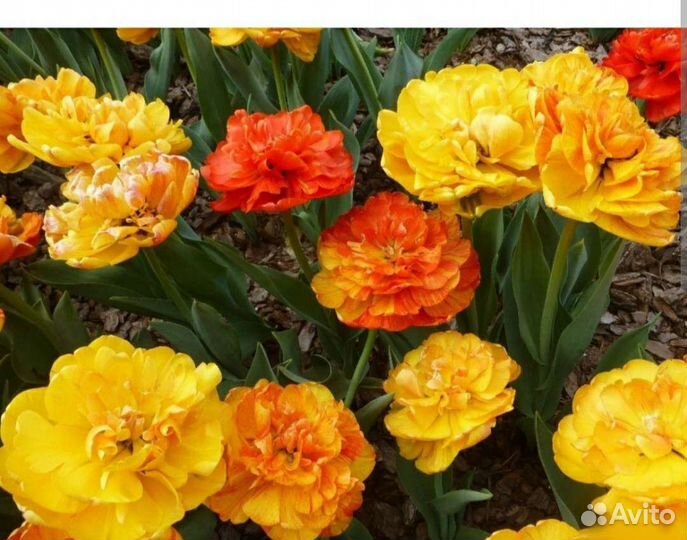 Тюльпан махровый луковицы