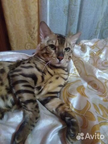Продаю Чистокровных Бенгальских котят объявление продам