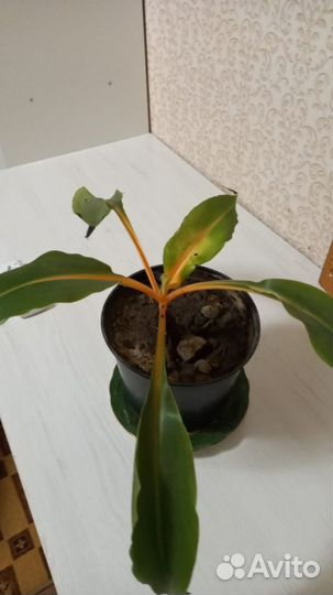 Комнатные растения цветы