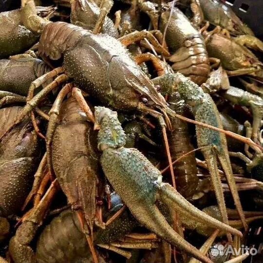 Продам живые раки