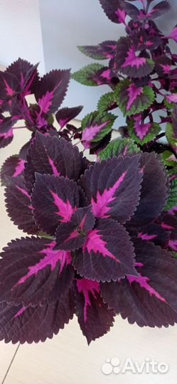 Колеус фиолетовый в горшке 0.3 литра