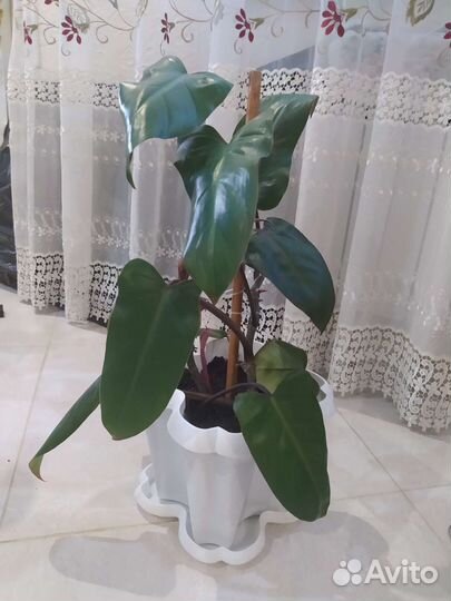 Филодендроны