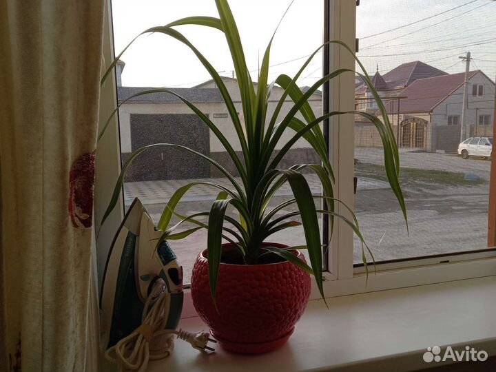 Комнатные цветы