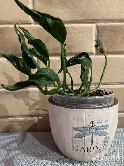 Сансевиерия, эпипремнум Годзилла