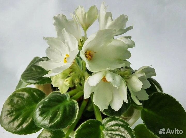 Сортовые фиалки