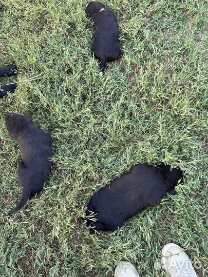 Щенки В добрые руки