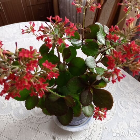 Каланхоэ цветущий