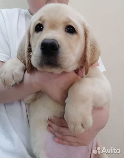 Щенки лабрадора