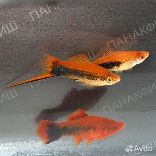 Меченосцы породистые и простые