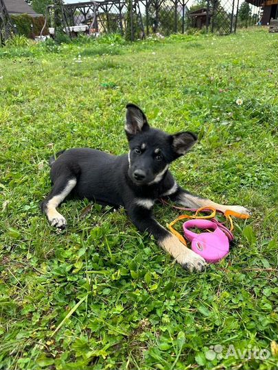 Невероятный щенок в добрые руки