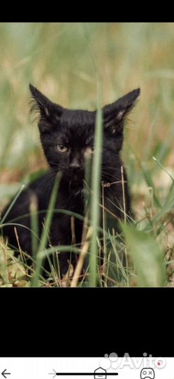 Котенок череый