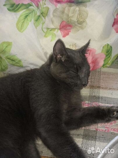 Котик брошен в деревне