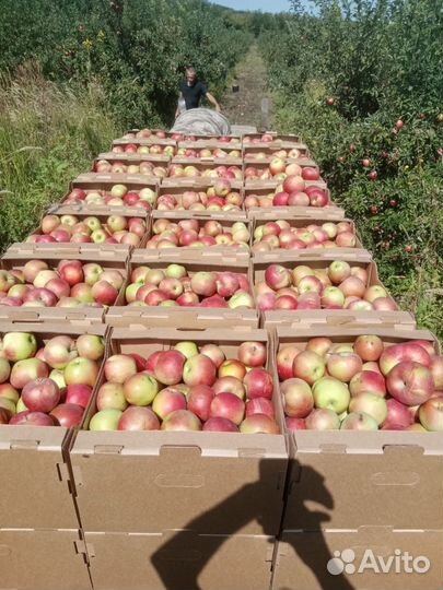 Яблоки мелким и крупным оптом напрямую из сада
