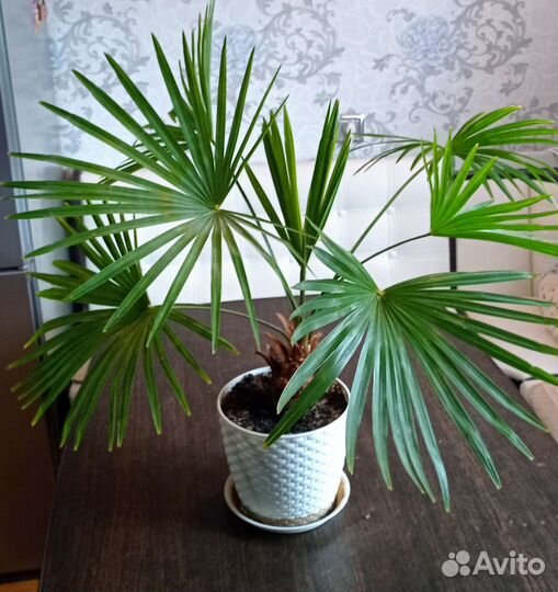 Комнатные цветы отдам бесплатно