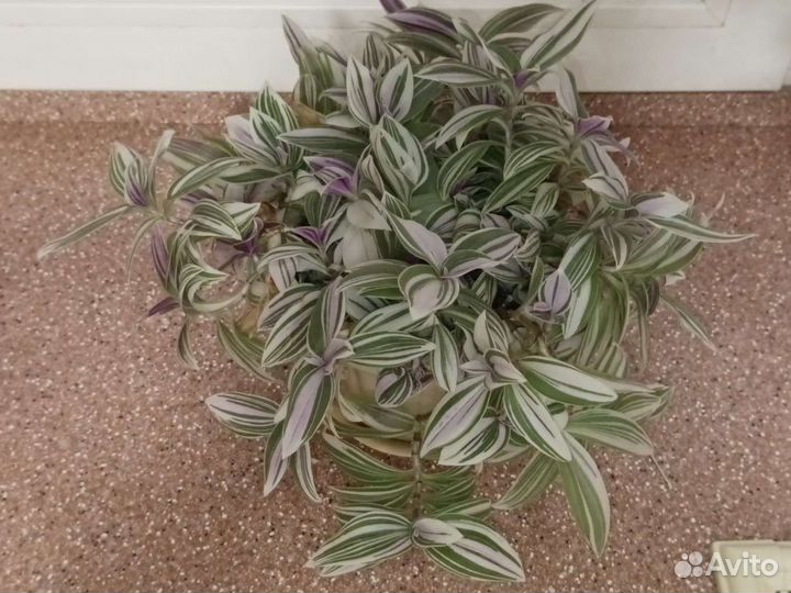 Традесканция Нанук