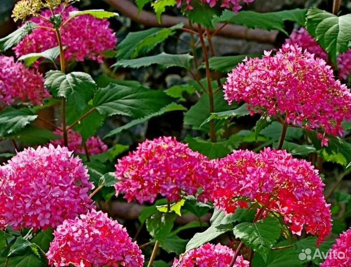 Гортензия древовидная