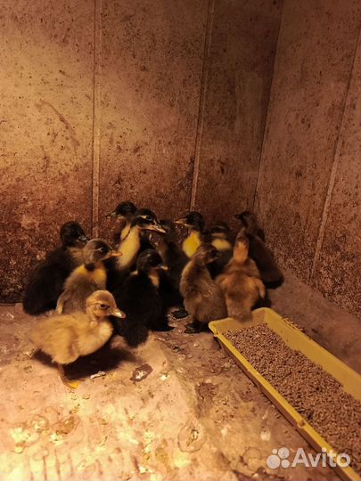 Утки индийский бегунок, утята