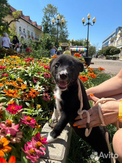 Три щеночка девочки брюнеточки 2,5 месяца стерилиз